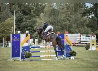 Niemiecki koń sportowy, Wałach, 5 lat, 165 cm, Ciemnogniada