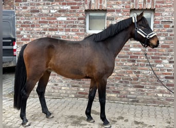 Niemiecki koń sportowy, Wałach, 5 lat, 165 cm, Ciemnogniada