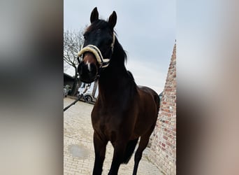 Niemiecki koń sportowy, Wałach, 5 lat, 165 cm, Ciemnogniada