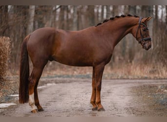 Niemiecki koń sportowy, Wałach, 5 lat, 165 cm, Ciemnokasztanowata