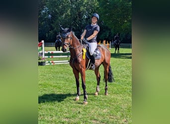 Niemiecki koń sportowy, Wałach, 5 lat, 165 cm, Gniada