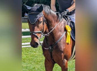 Niemiecki koń sportowy, Wałach, 5 lat, 165 cm, Gniada