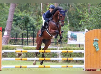 Niemiecki koń sportowy, Wałach, 5 lat, 165 cm, Gniada