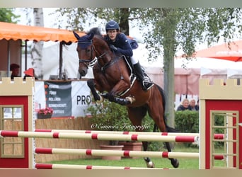 Niemiecki koń sportowy, Wałach, 5 lat, 165 cm, Gniada