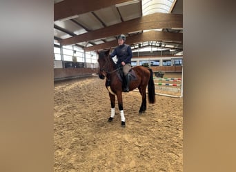 Niemiecki koń sportowy, Wałach, 5 lat, 165 cm