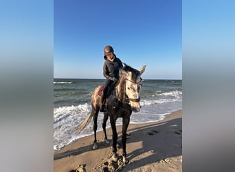 Niemiecki koń sportowy, Wałach, 5 lat, 165 cm, Siwa jabłkowita