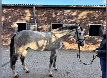 Niemiecki koń sportowy, Wałach, 5 lat, 165 cm, Siwa