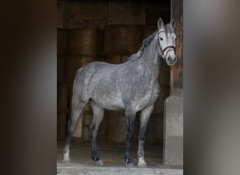 Niemiecki koń sportowy, Wałach, 5 lat, 165 cm, Siwa