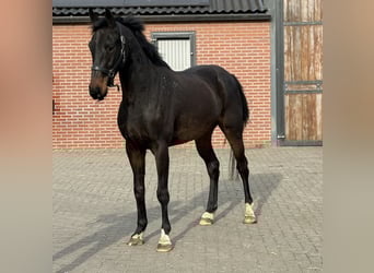 Niemiecki koń sportowy, Wałach, 5 lat, 165 cm, Skarogniada