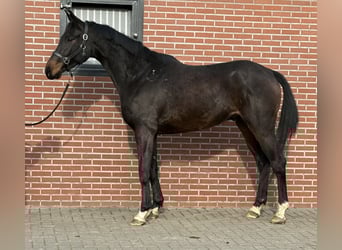 Niemiecki koń sportowy, Wałach, 5 lat, 165 cm, Skarogniada
