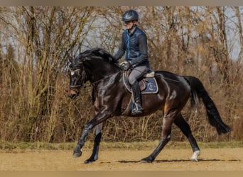 Niemiecki koń sportowy, Wałach, 5 lat, 166 cm, Ciemnogniada