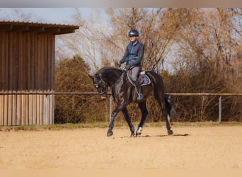 Niemiecki koń sportowy, Wałach, 5 lat, 166 cm, Ciemnogniada