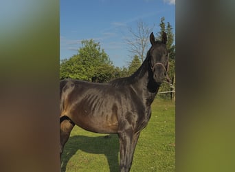 Niemiecki koń sportowy, Wałach, 5 lat, 167 cm, Ciemnogniada