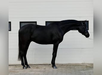 Niemiecki koń sportowy, Wałach, 5 lat, 167 cm, Ciemnogniada