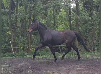 Niemiecki koń sportowy, Wałach, 5 lat, 167 cm, Skarogniada