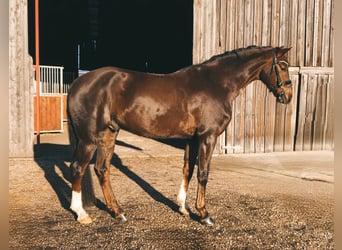 Niemiecki koń sportowy, Wałach, 5 lat, 168 cm, Ciemnokasztanowata