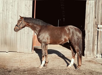 Niemiecki koń sportowy, Wałach, 5 lat, 168 cm, Ciemnokasztanowata