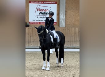 Niemiecki koń sportowy, Wałach, 5 lat, 168 cm, Kara