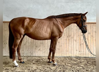 Niemiecki koń sportowy, Wałach, 5 lat, 168 cm, Kasztanowata