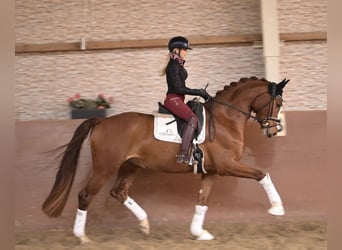 Niemiecki koń sportowy, Wałach, 5 lat, 168 cm, Kasztanowata