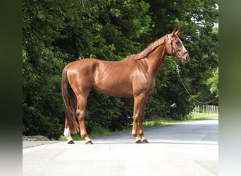 Niemiecki koń sportowy, Wałach, 5 lat, 168 cm, Kasztanowata
