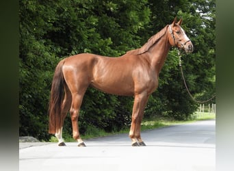 Niemiecki koń sportowy, Wałach, 5 lat, 168 cm, Kasztanowata