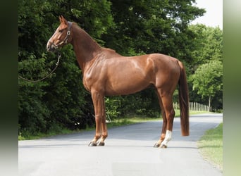 Niemiecki koń sportowy, Wałach, 5 lat, 168 cm, Kasztanowata