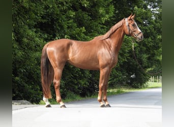 Niemiecki koń sportowy, Wałach, 5 lat, 168 cm, Kasztanowata