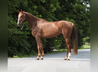Niemiecki koń sportowy, Wałach, 5 lat, 168 cm, Kasztanowata
