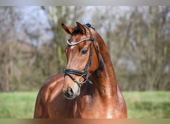 Niemiecki koń sportowy, Wałach, 5 lat, 169 cm, Gniada