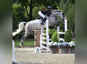 Niemiecki koń sportowy, Wałach, 5 lat, 169 cm, Siwa jabłkowita