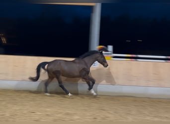Niemiecki koń sportowy, Wałach, 5 lat, 170 cm, Ciemnogniada