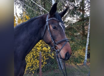 Niemiecki koń sportowy, Wałach, 5 lat, 170 cm, Ciemnogniada