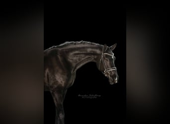 Niemiecki koń sportowy, Wałach, 5 lat, 170 cm, Kara