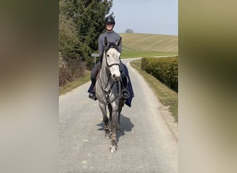Niemiecki koń sportowy, Wałach, 5 lat, 170 cm, Siwa