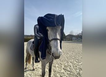 Niemiecki koń sportowy, Wałach, 5 lat, 170 cm, Siwa