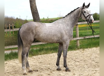 Niemiecki koń sportowy, Wałach, 5 lat, 170 cm, Siwa