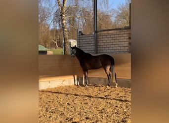 Niemiecki koń sportowy, Wałach, 5 lat, 170 cm, Siwa