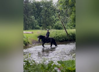Niemiecki koń sportowy, Wałach, 5 lat, 170 cm, Siwa