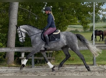 Niemiecki koń sportowy, Wałach, 5 lat, 170 cm, Siwa