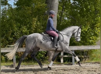 Niemiecki koń sportowy, Wałach, 5 lat, 170 cm, Siwa