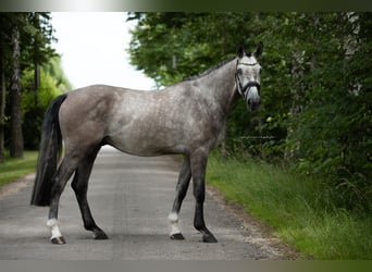 Niemiecki koń sportowy, Wałach, 5 lat, 170 cm, Siwa
