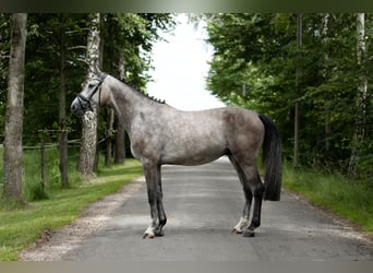 Niemiecki koń sportowy, Wałach, 5 lat, 170 cm, Siwa