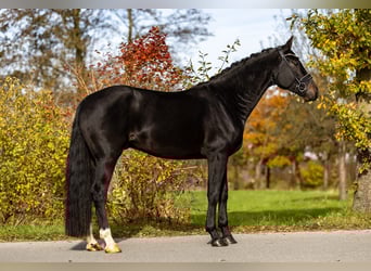 Niemiecki koń sportowy, Wałach, 5 lat, 171 cm, Ciemnogniada