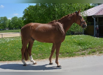 Niemiecki koń sportowy, Wałach, 5 lat, 171 cm, Ciemnokasztanowata