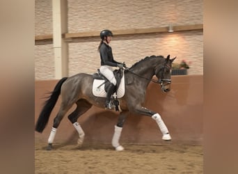 Niemiecki koń sportowy, Wałach, 5 lat, 172 cm, Ciemnogniada