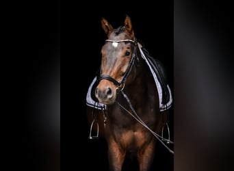 Niemiecki koń sportowy, Wałach, 5 lat, 172 cm, Gniada