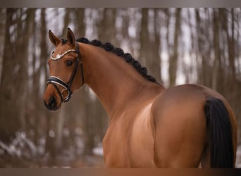 Niemiecki koń sportowy, Wałach, 5 lat, 172 cm, Jasnogniada