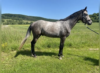 Niemiecki koń sportowy, Wałach, 5 lat, 172 cm, Siwa jabłkowita