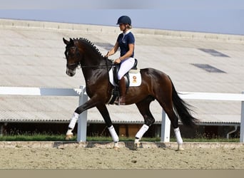 Niemiecki koń sportowy, Wałach, 5 lat, 173 cm, Gniada